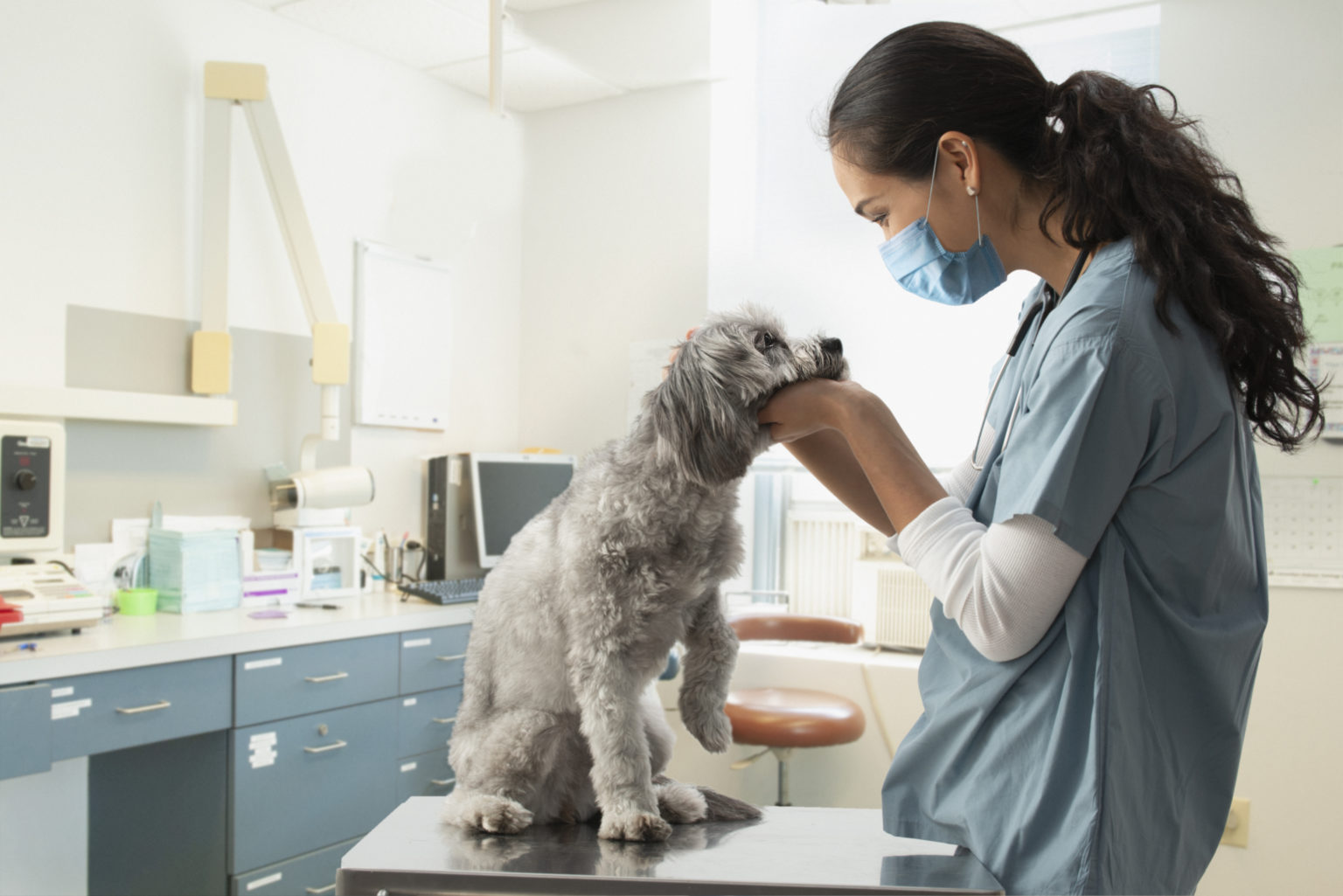 Vet nurse wearing a facemask examines a dog